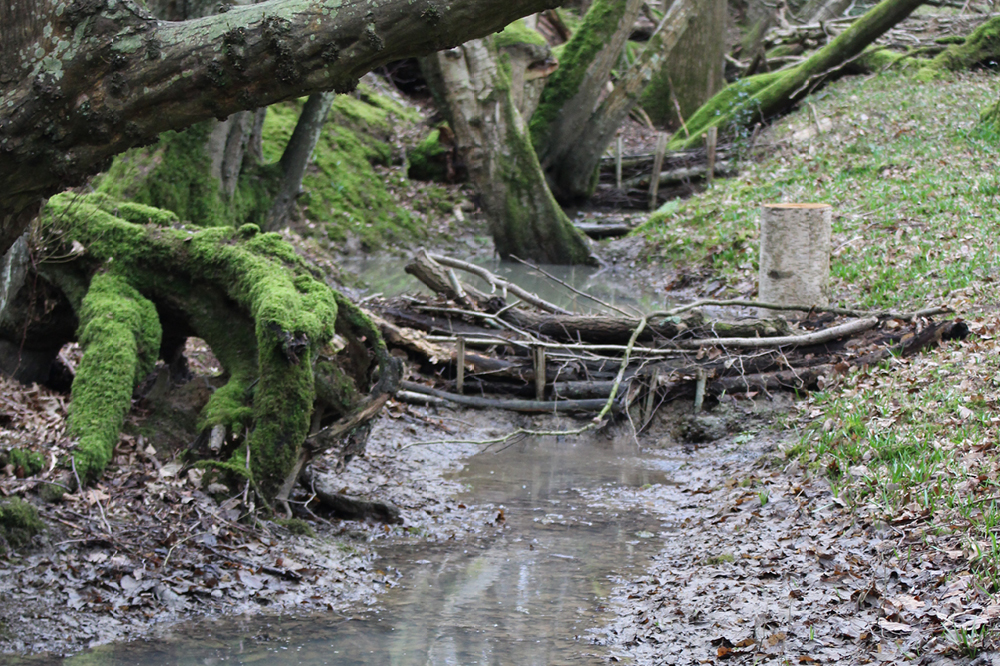 Leaky dams built creating streams