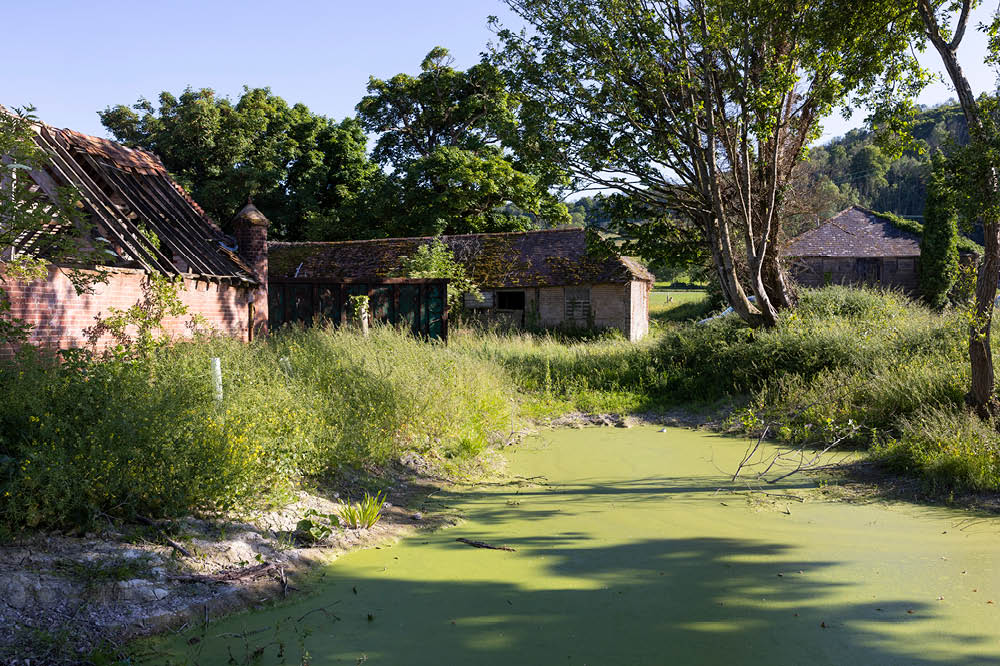 The pond after restoration