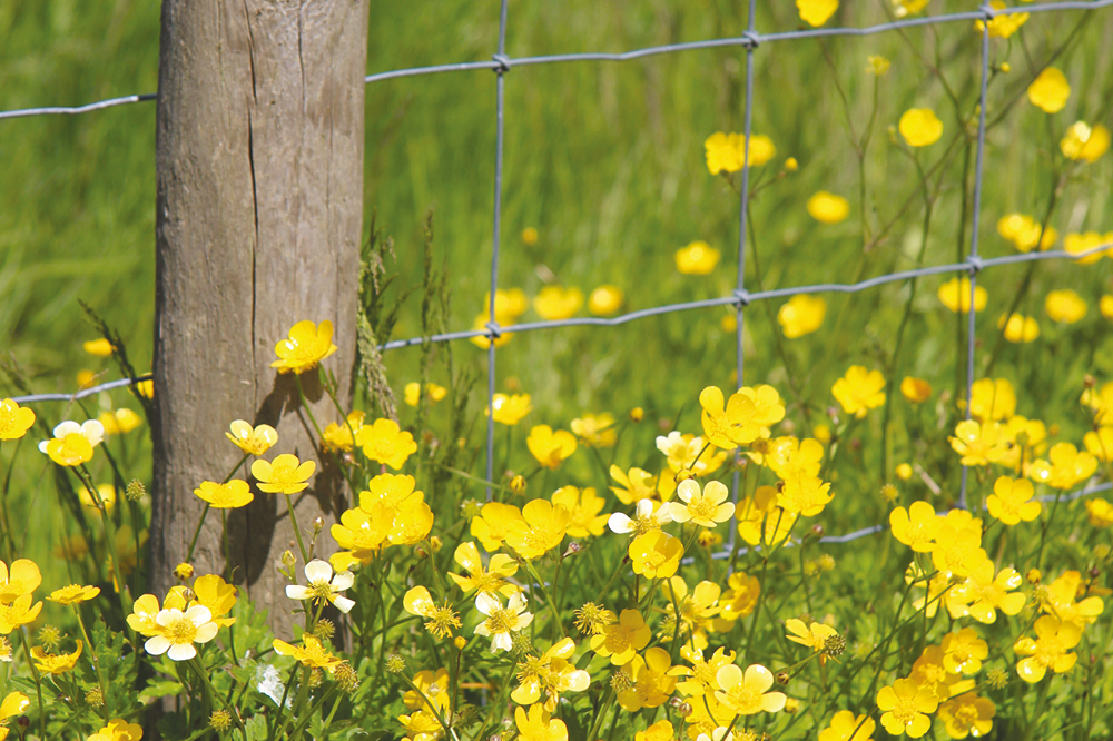 wildflowers 2