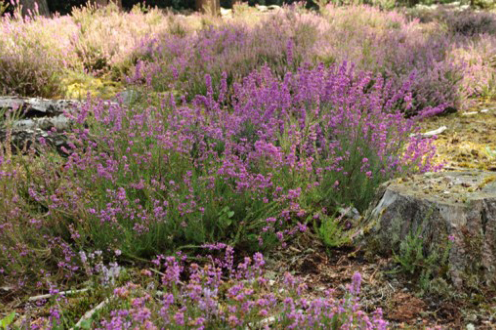 Heather plant