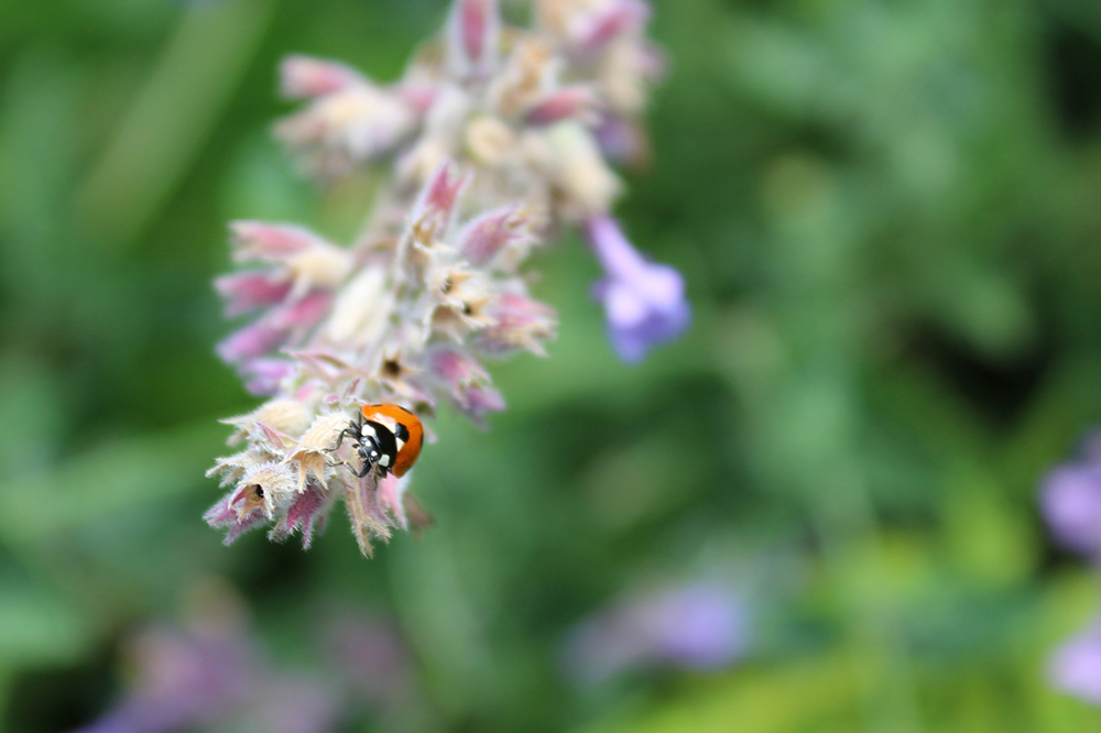 Ladybird on flower