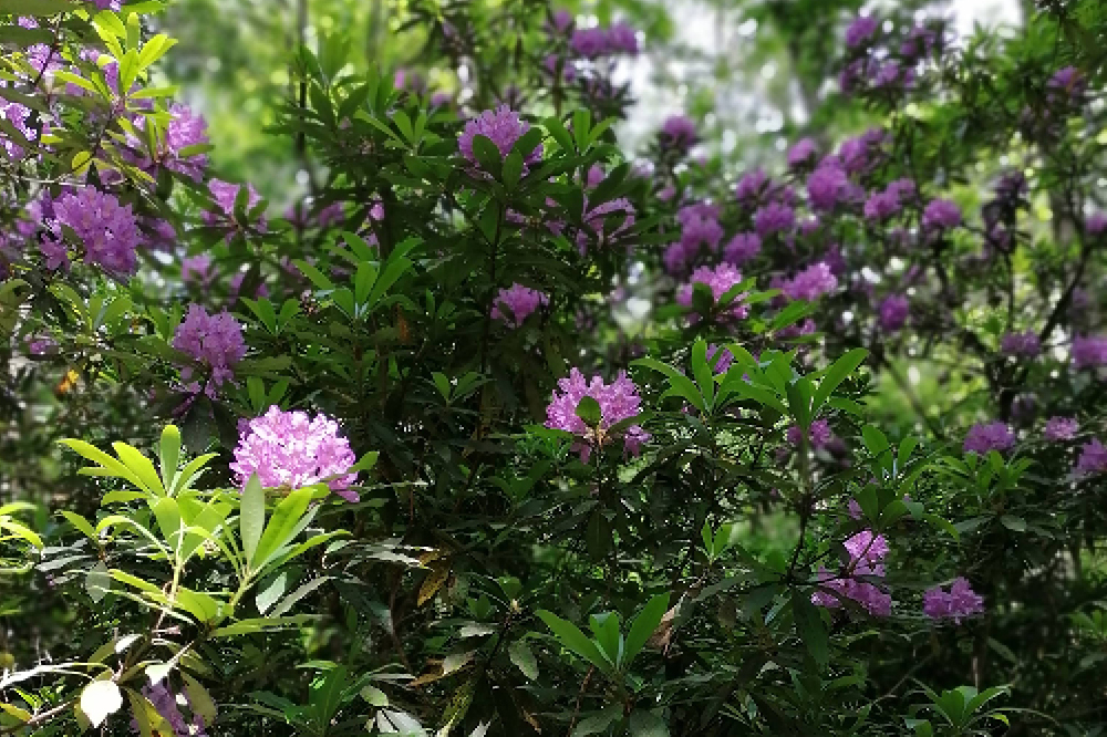 Rhododendron