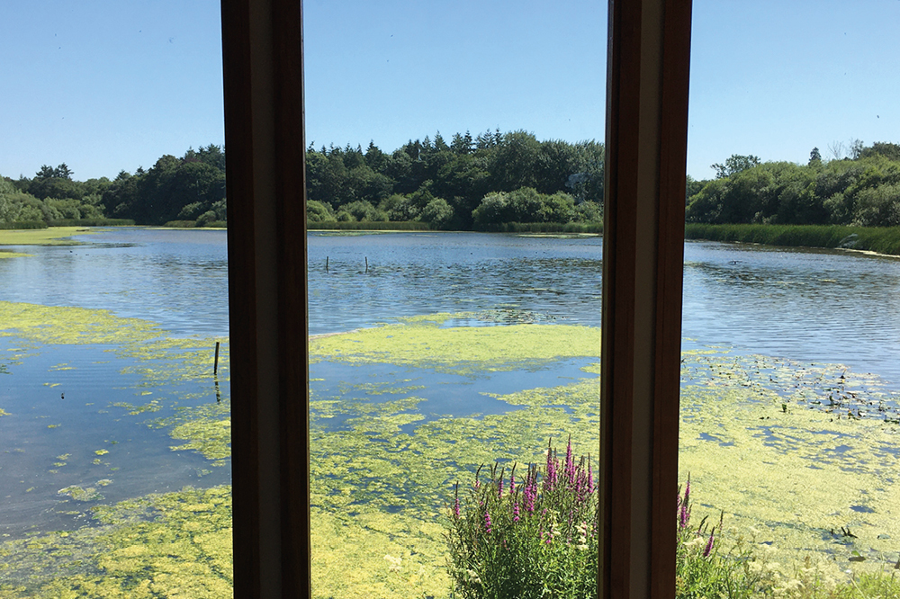 Warnham Local Nature Reserve through the window