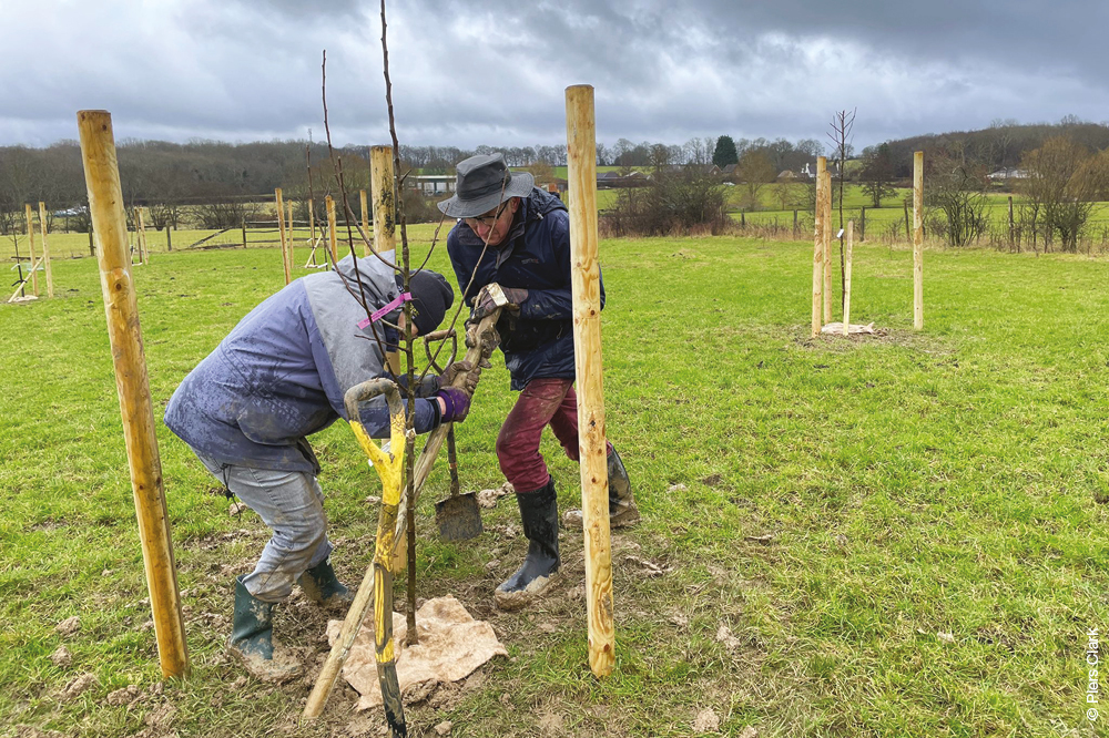 Volunteers stake an apple sapling at Aspect Nature Reserve