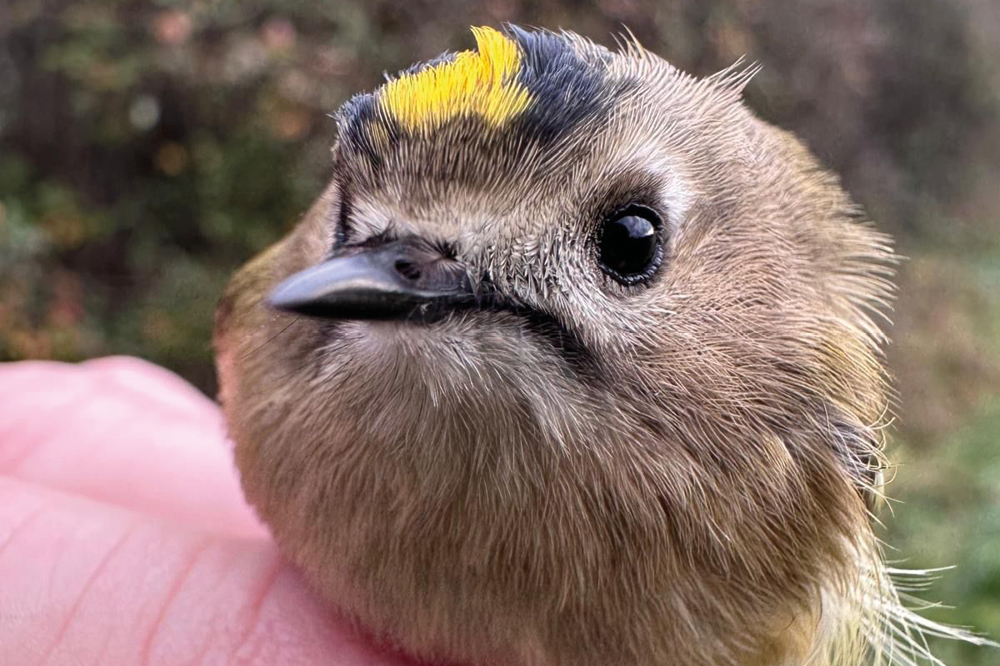 bird close up
