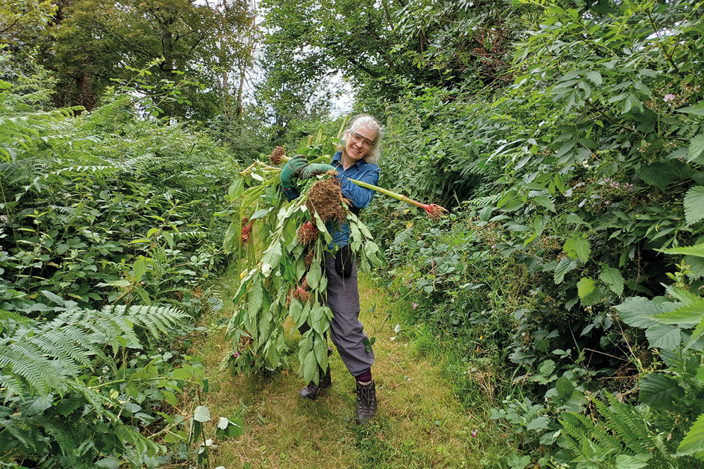 Removing Himalayan Balsam