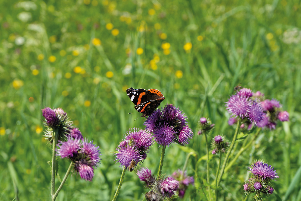 Butterfly photo