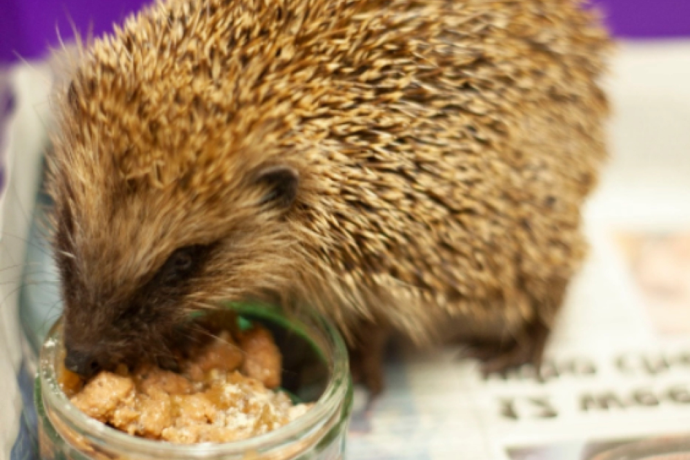 Hedgehog at Rangers Lodge Wildlife Hospital (RLWH)