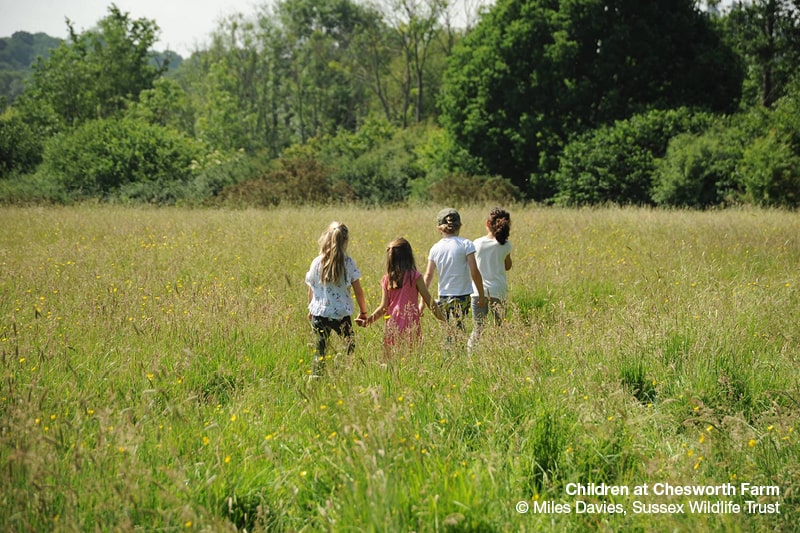 Children in a meadow at Chesworth Farm. Copyright Miles Davies, Sussex Wildlife Trust