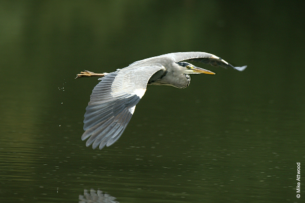 Grey heron at WLNR