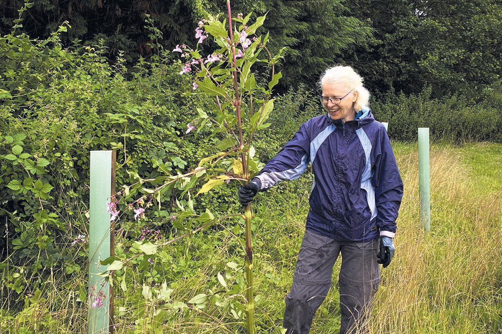 Volunteer removing Himalayan Balsam