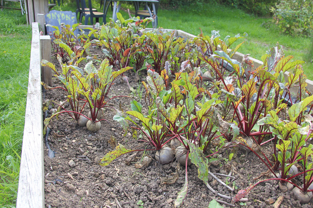 Vegetable patch