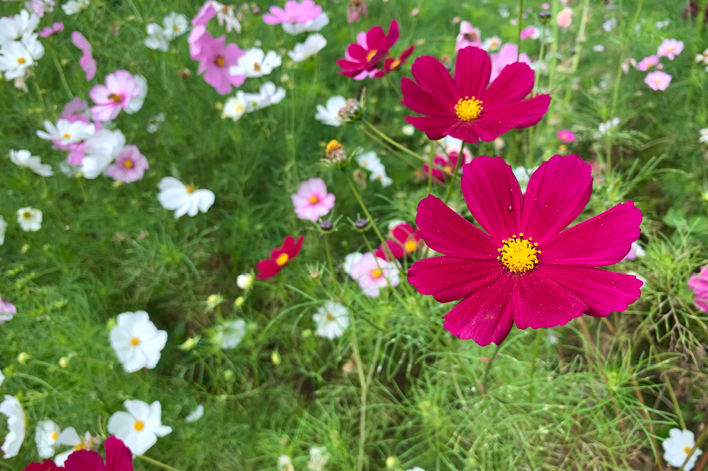 Pink flowers