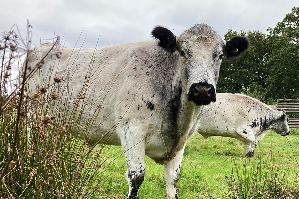 Cows grazing at Chesworth