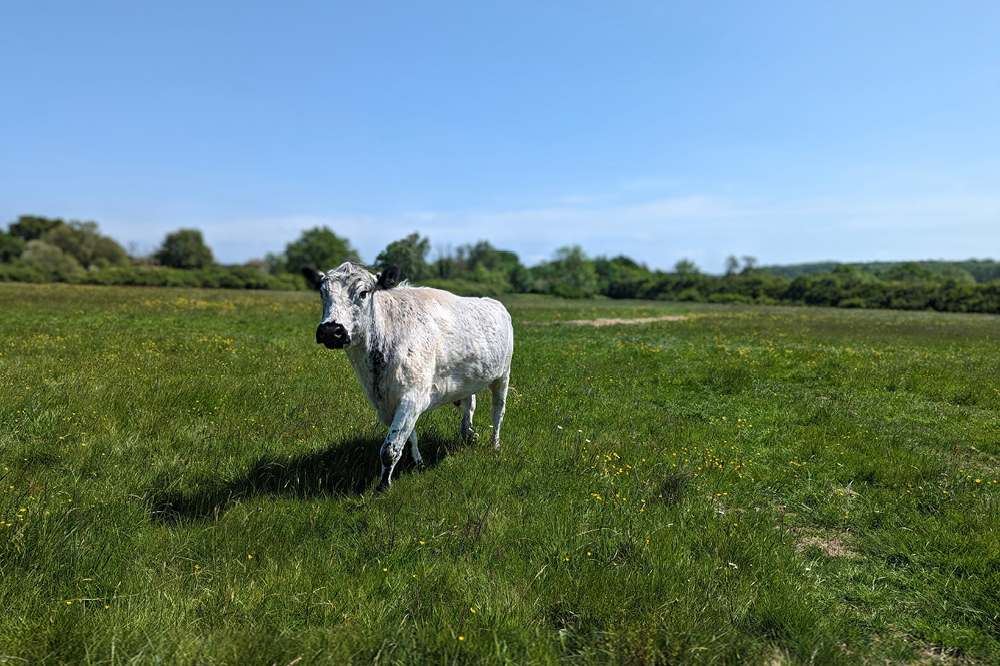 A cow at Chesworth Farm