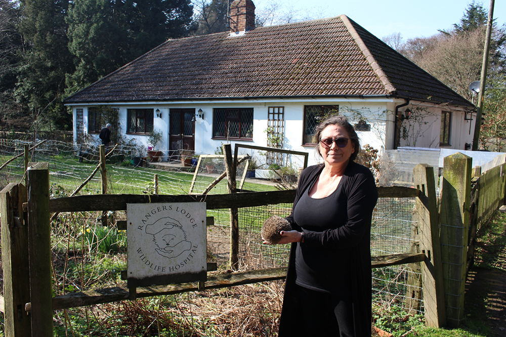 Jane Burrows, founder of Rangers Lodge Wildlife Hospital, with a hedgehog