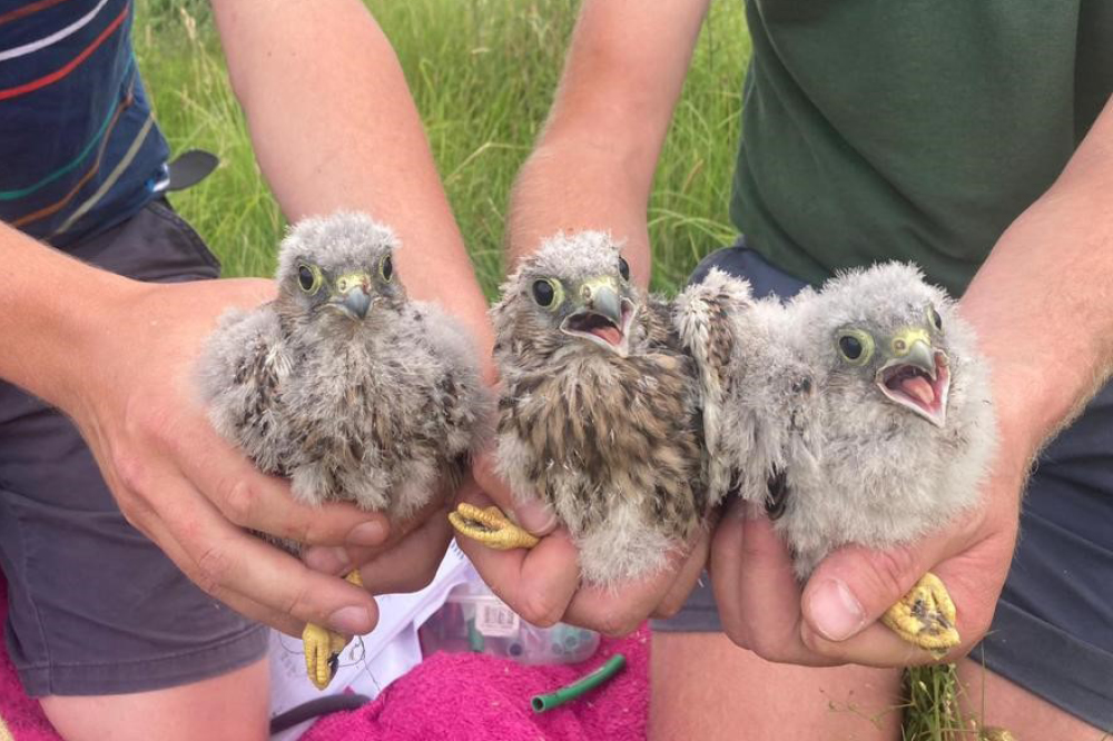 Common kestral chicks ringed