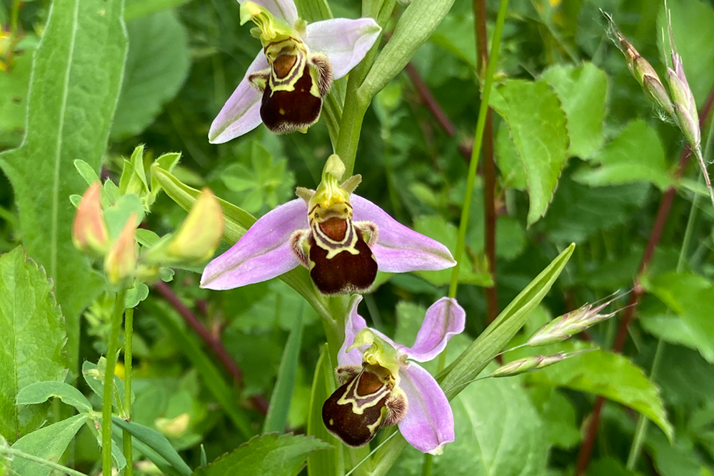Bee orchid at Southwater Country Park