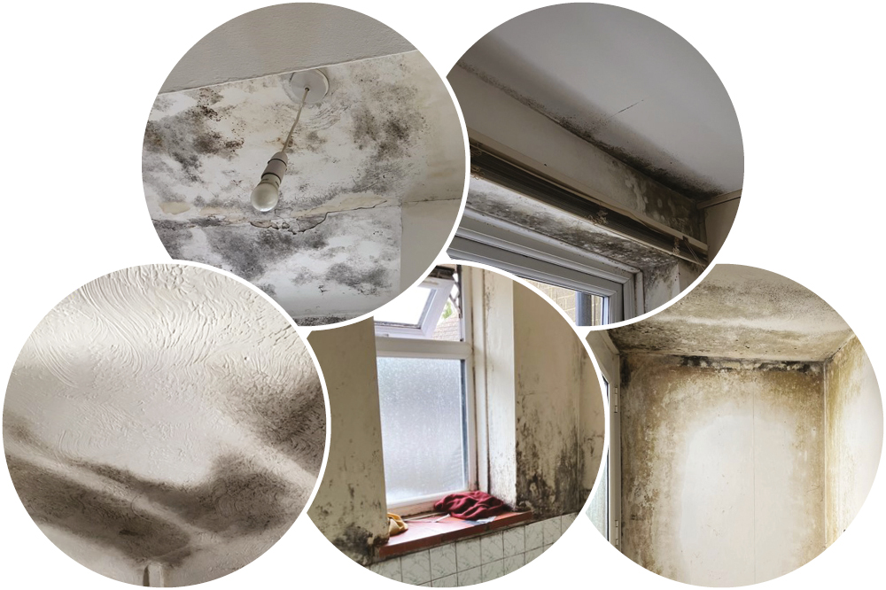 Damp and mould examples