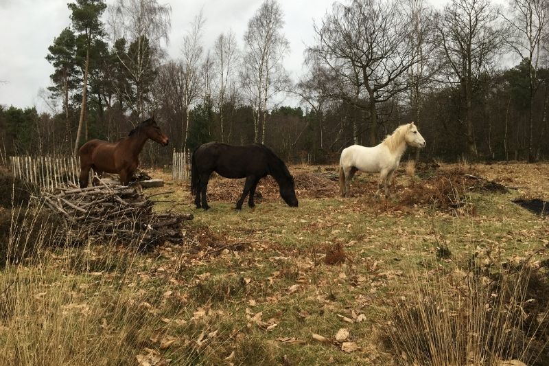 Horses grazing at Owlbeech Woods