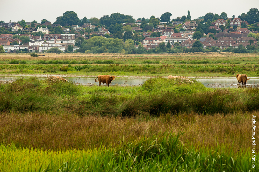 Pulborough Brooks