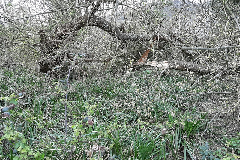 The Society of St Columba pond restoration