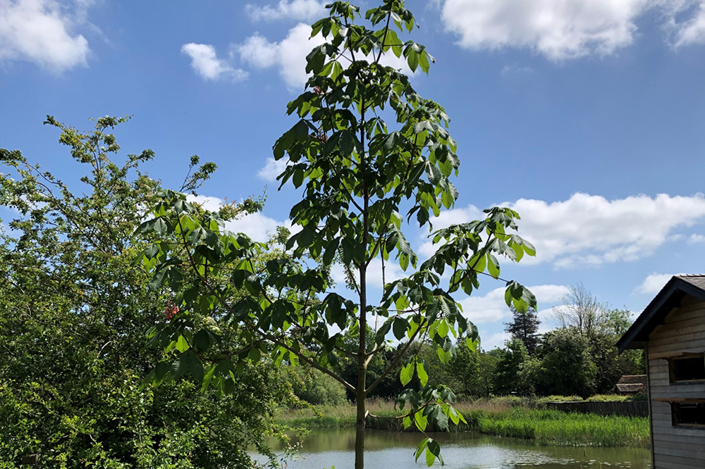 A symbolic chestnut tree at Warnham Local Nature Reserve