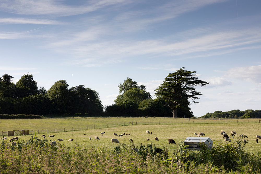 A field of sheep on a sunny day