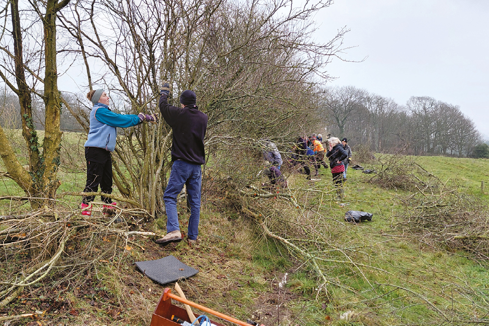 Wilder Horsham District Volunteers working on a hedgerow.