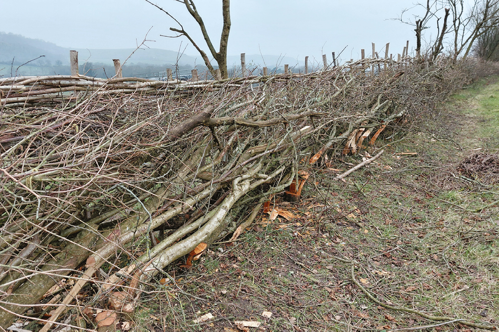 WHD completed newly laid hedge