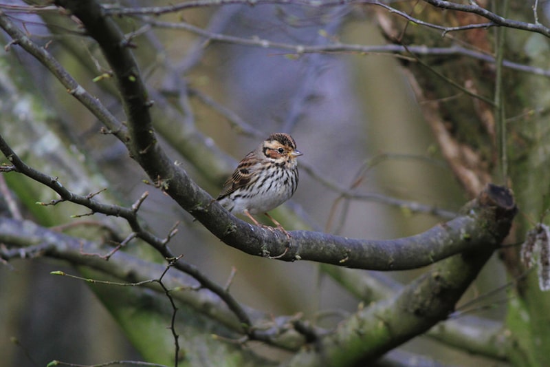 Little Bunting at Warnham Local Nature Reserve
