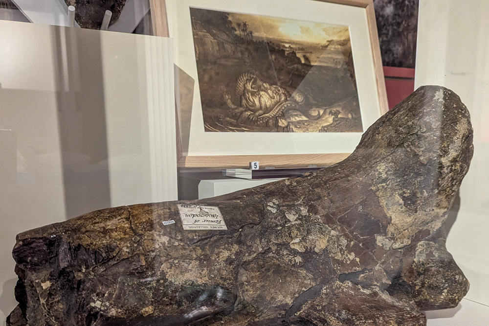 Dinosaur bone