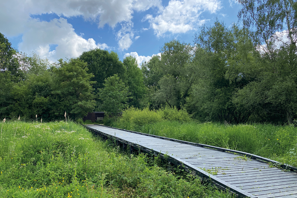 Woodpecker bridge